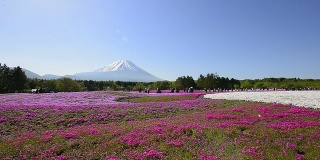福禄克斯和富士山，在山梨县，日本