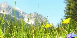 鲜花草地与风景如画的阿尔卑斯山。