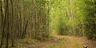 森林中的小路。秋天的白天。光滑的多莉。