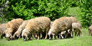 绵羊在茂盛的草地上吃草