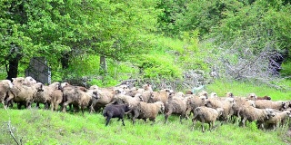 羊群在山上吃草，田园景观