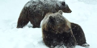 在大自然的冬天，棕熊在雪地里