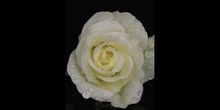 雨点落在白玫瑰上，近似地，落在黑色的背景上