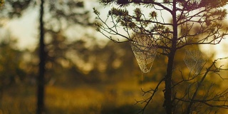 沼泽日出时，松树上的蜘蛛网和晨露