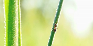 草叶上的蚂蚁