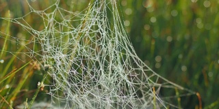 蜘蛛网覆盖着晨露在沼泽地