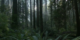 太平洋西北森林太阳耀斑摄影向左射击