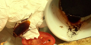 美国蟑螂(美洲大蠊)，巨大的蟑螂，隐藏在厨房食物残渣之间。超高清4k，实时