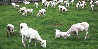 剪过毛的羊在围场里吃草