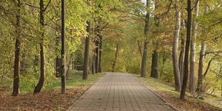公园里的人行道。秋天的白天。光滑的多莉。