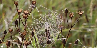 清晨的蜘蛛网上有露珠