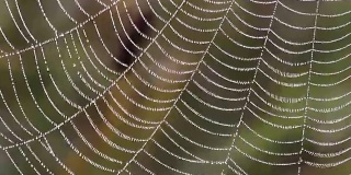 清晨的蜘蛛网上有露珠