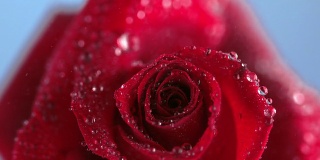 雨滴滴在玫瑰上的特写
