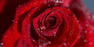 一个雨滴落在红玫瑰上的特写