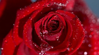 一个雨滴落在红玫瑰上的特写视频素材模板下载