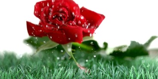 红色的玫瑰落在绿色的地上