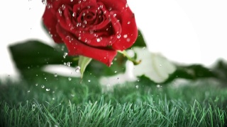 红玫瑰落在绿色的地上跳跃视频素材模板下载