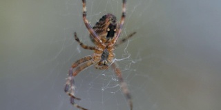 蛛网上的小蜘蛛