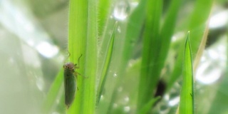 草茎上的昆虫沾着露水，打在镜头上