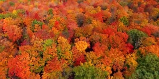 Flying over rural forest, colorful autumn treetops