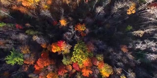 笔直向下看秋天的颜色，树木，风景优美的森林