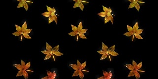 秋叶飘落，颜色变化，13秒循环