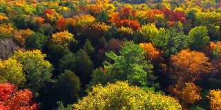 令人惊讶的色彩丰富的秋树在清晨的光线