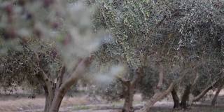 橄榄树与成熟的橄榄