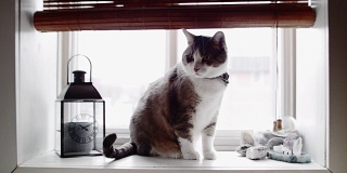 Cinemagraph(照片运动)的有趣的猫在窗口