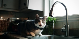 饮用自来水的猫的Cinemagraph(照片运动)