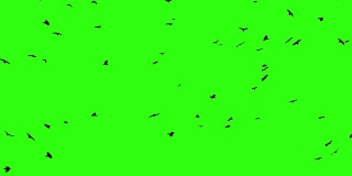 一群乌鸦围着绿屏打转
