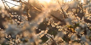 在盛开的树上，夕阳的温暖光线