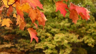 秋天的枫叶在风中飘扬视频素材模板下载