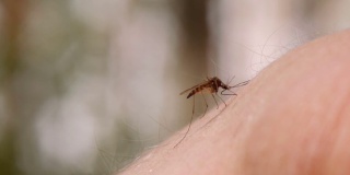 蚊子吸人皮肤的血