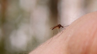 蚊子吸人皮肤的血视频素材模板下载