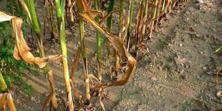 干旱使玉米田遭受重创