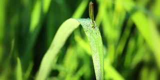 草上的露珠和蜻蜓。宏