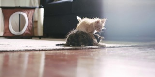 一只小猫从后面扑向另一只小猫，他们开始摔跤