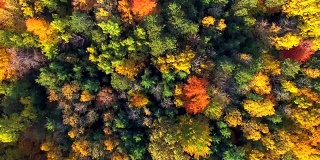 笔直向下看秋天的彩色树木，风景优美的森林