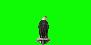 鹰飞落地- 3种不同的视野-绿色屏幕