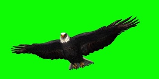 鹰在滑翔1 -绿色的屏幕