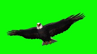 鹰在滑翔1 -绿色的屏幕视频素材模板下载
