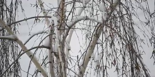 雪花落在无叶的桦树的背景上的特写