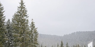 雪花落在常青的冷杉树的背景在山上