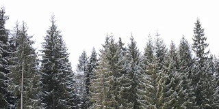 雪花落在绿色冷杉树的背景上