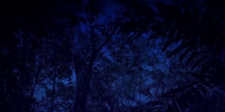 夜间穿越雨林