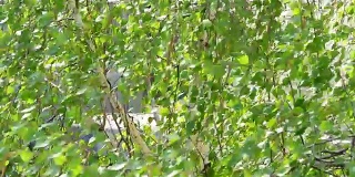 特写桦树的树枝被风吹在春天或夏天