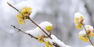 雪花落在美丽的黄色樱花上