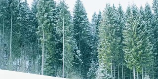 雪花落在青山绿树的背景上