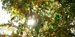 阳光从黄绿相间的椴树枝叶中透进来